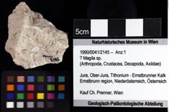 Foto (Objket + Etiketten) von ? Magila sp. 